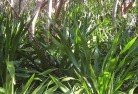 Casuarina NSWplants-40.jpg; ?>